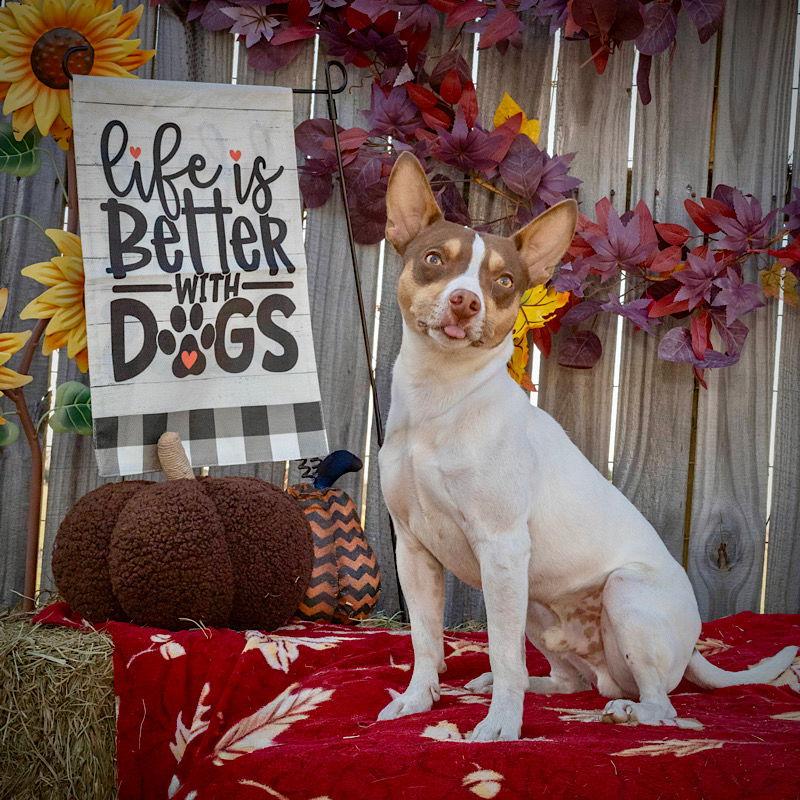 Tanner (VA), Adoptable, Adult Male Rat Terrier.