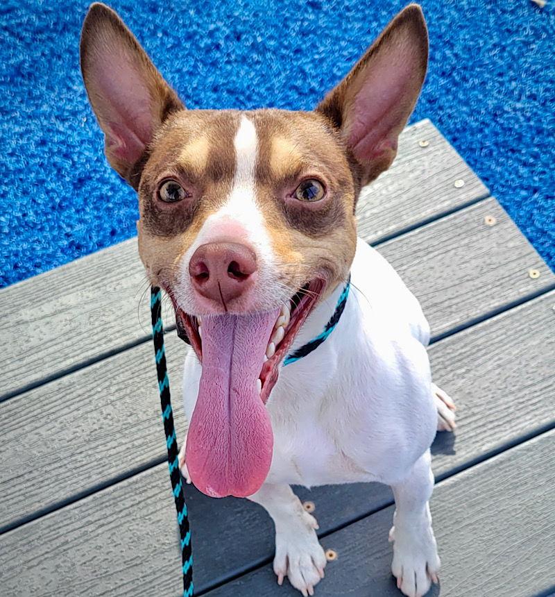 Tanner (VA), a Adoptable Rat Terrier in Atlanta, GA image 3/3