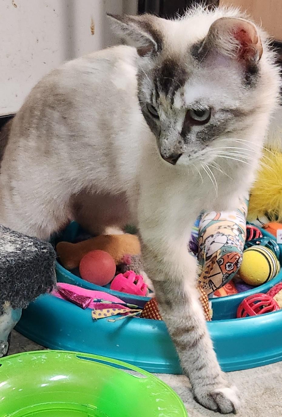 Enlarge Ziva, an adopted Siamese in San Antonio, TX image 1/1