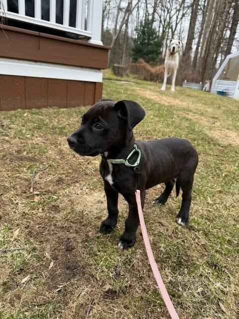 Enlarge Willie, a Adoptable mixed breed in North Scituate, RI image 2/6