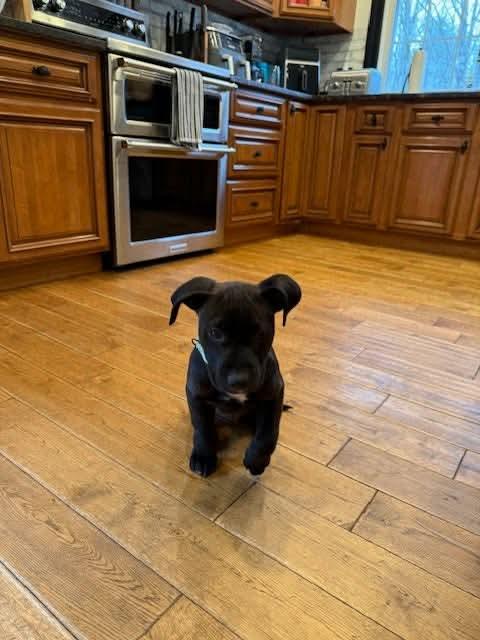 Enlarge Willie, a Adoptable mixed breed in North Scituate, RI image 4/6