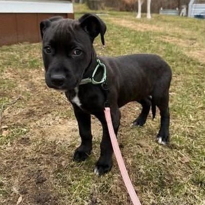 Enlarge Willie, a Adoptable mixed breed in North Scituate, RI image 1/6