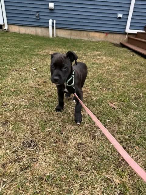 Enlarge Willie, a Adoptable mixed breed in North Scituate, RI image 3/6