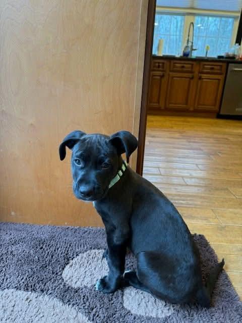 Enlarge Willie, a Adoptable mixed breed in North Scituate, RI image 5/6