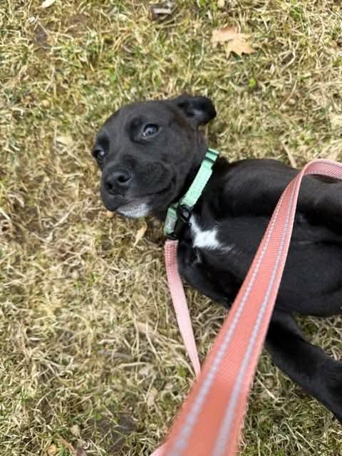 Enlarge Willie, a Adoptable mixed breed in North Scituate, RI image 6/6