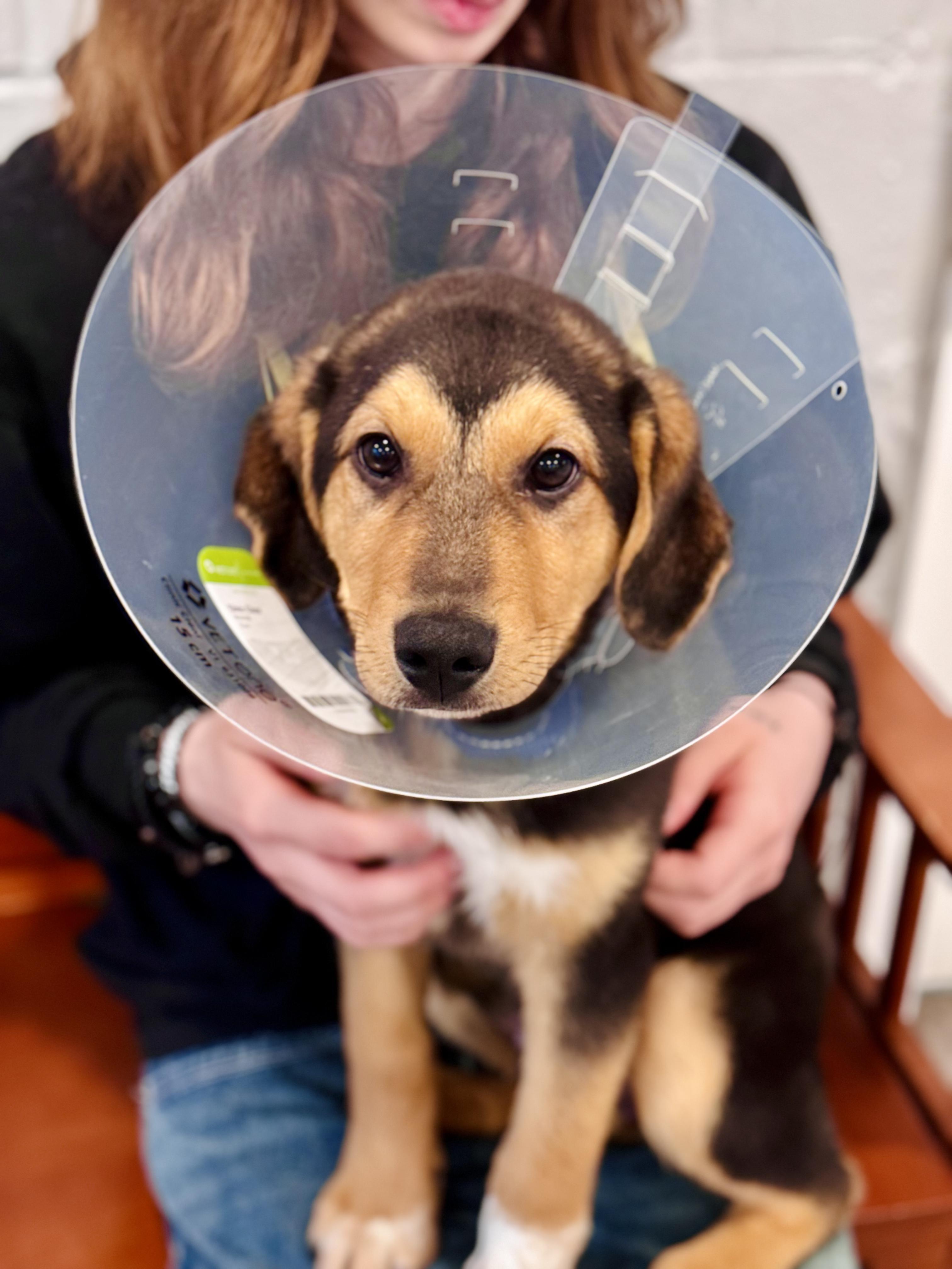 Enlarge Beau-Dacious, an adopted mixed breed in Rock Hill, NY image 2/2