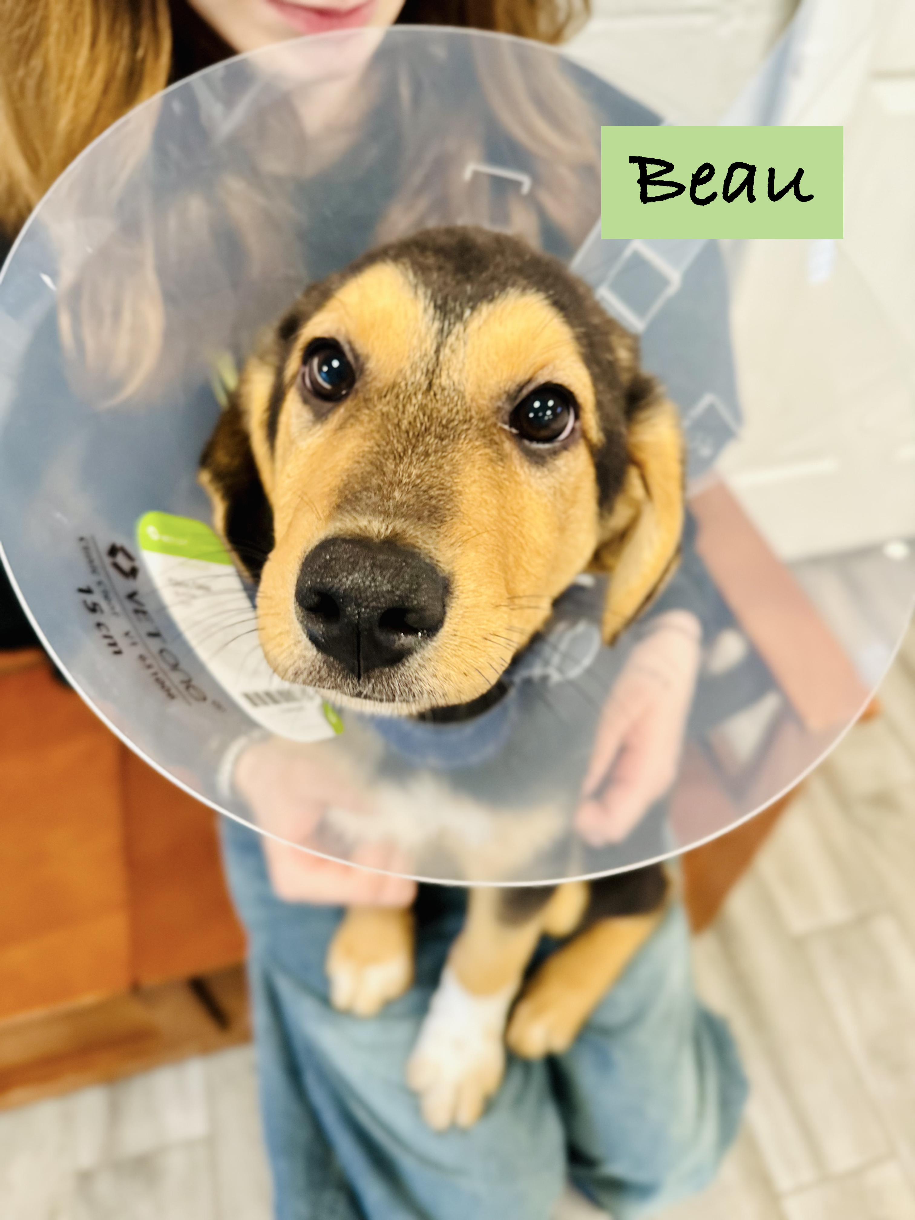 Enlarge Beau-Dacious, an adopted mixed breed in Rock Hill, NY image 1/2