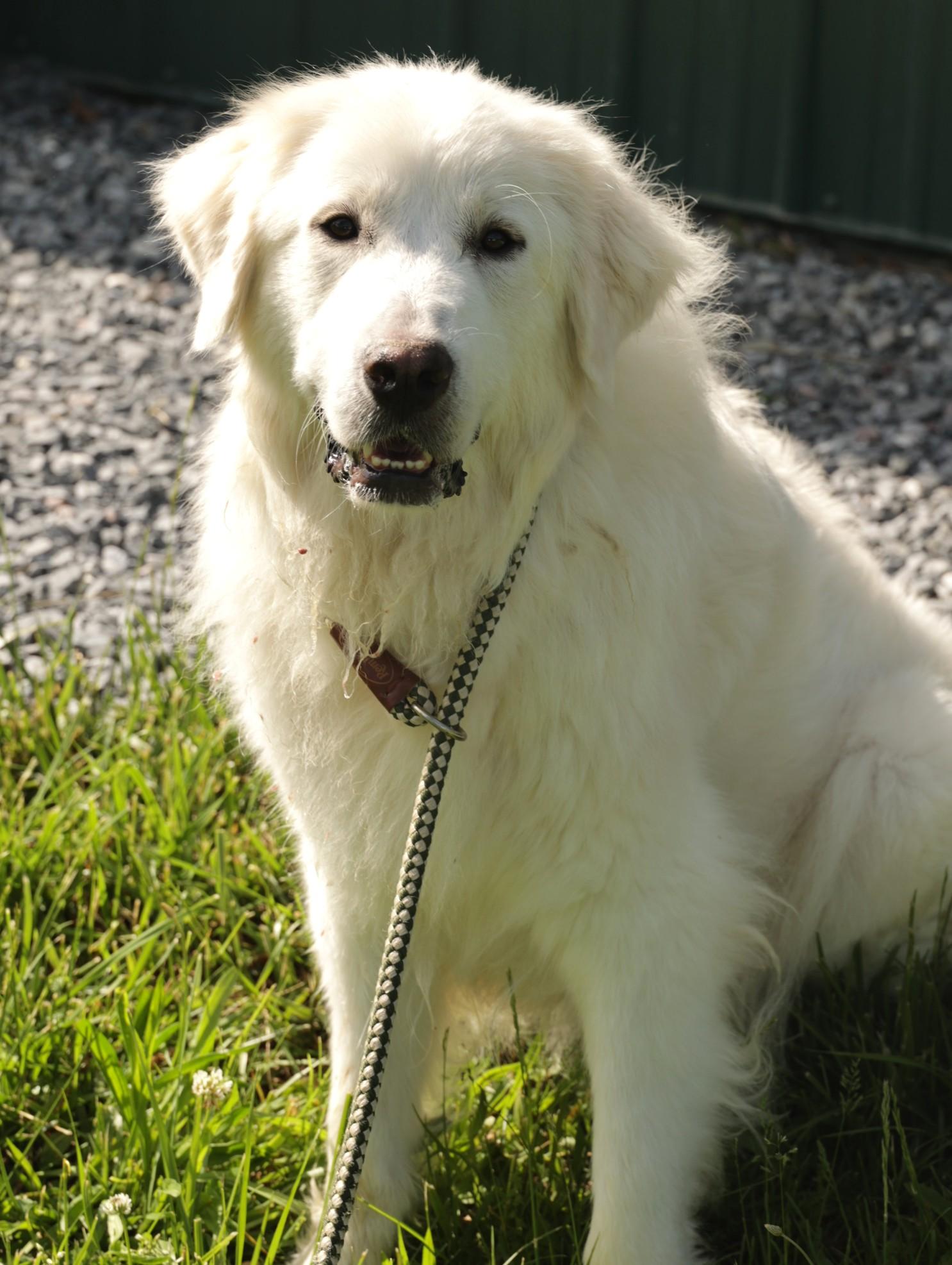 Adelaide-Available! www.lhar.dog to apply! photo 6