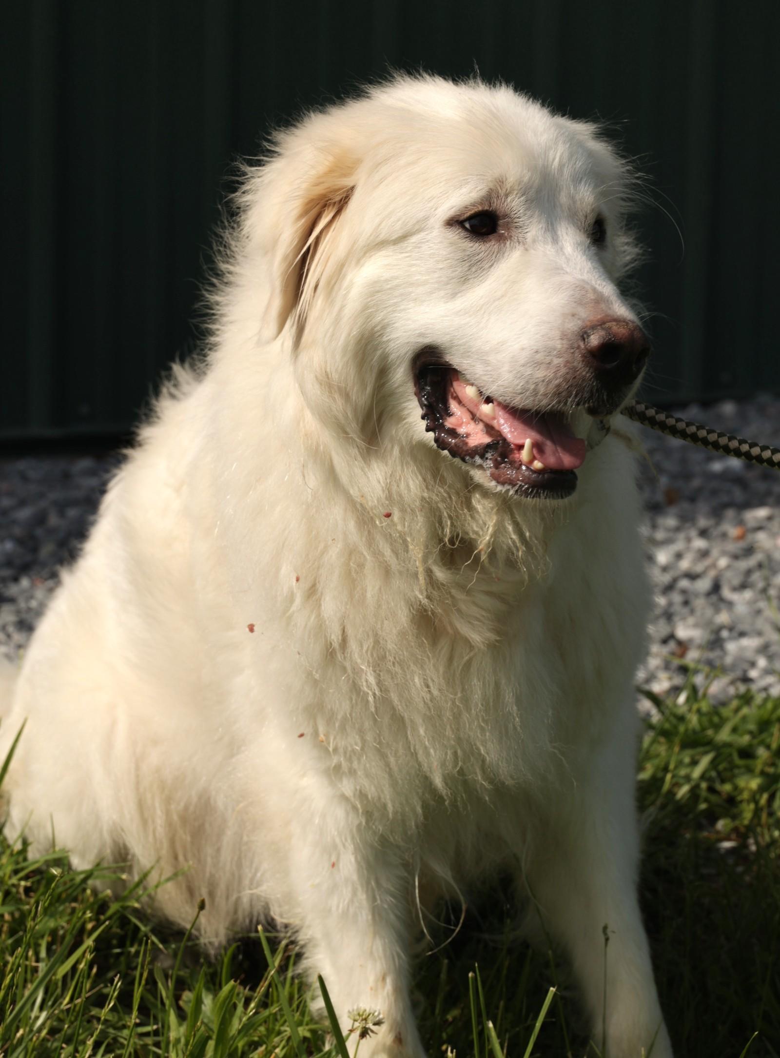 Adelaide-Available! www.lhar.dog to apply! photo 4