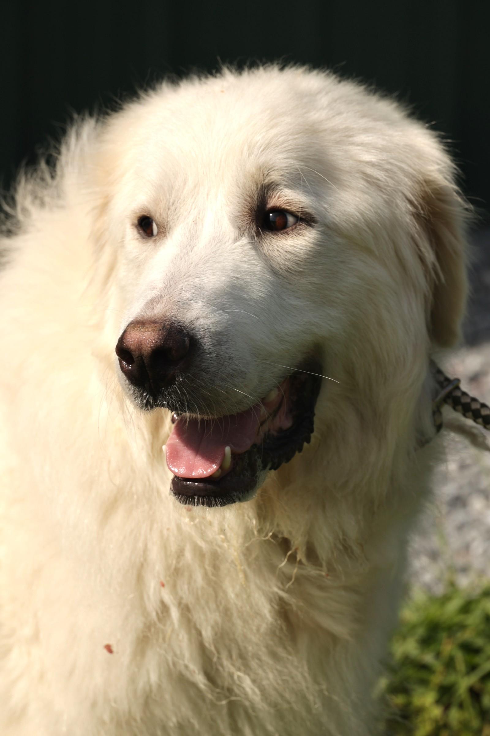 Adelaide-Available! www.lhar.dog to apply! photo 3