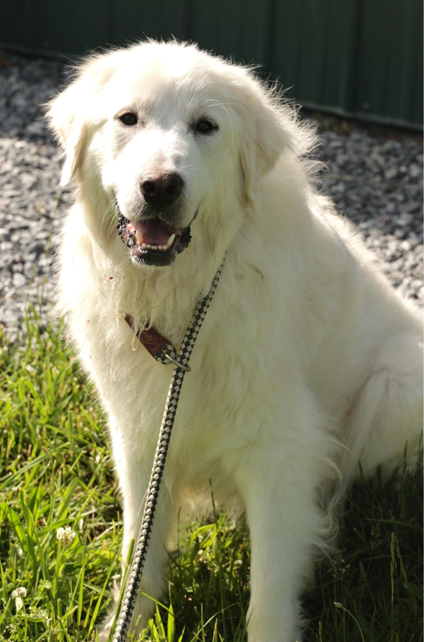 Adelaide-Available! www.lhar.dog to apply! photo 2