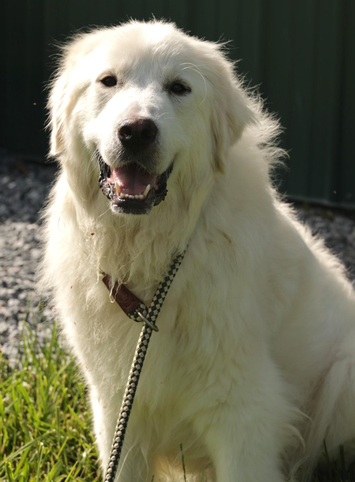 Adelaide-Available! www.lhar.dog to apply! photo 5