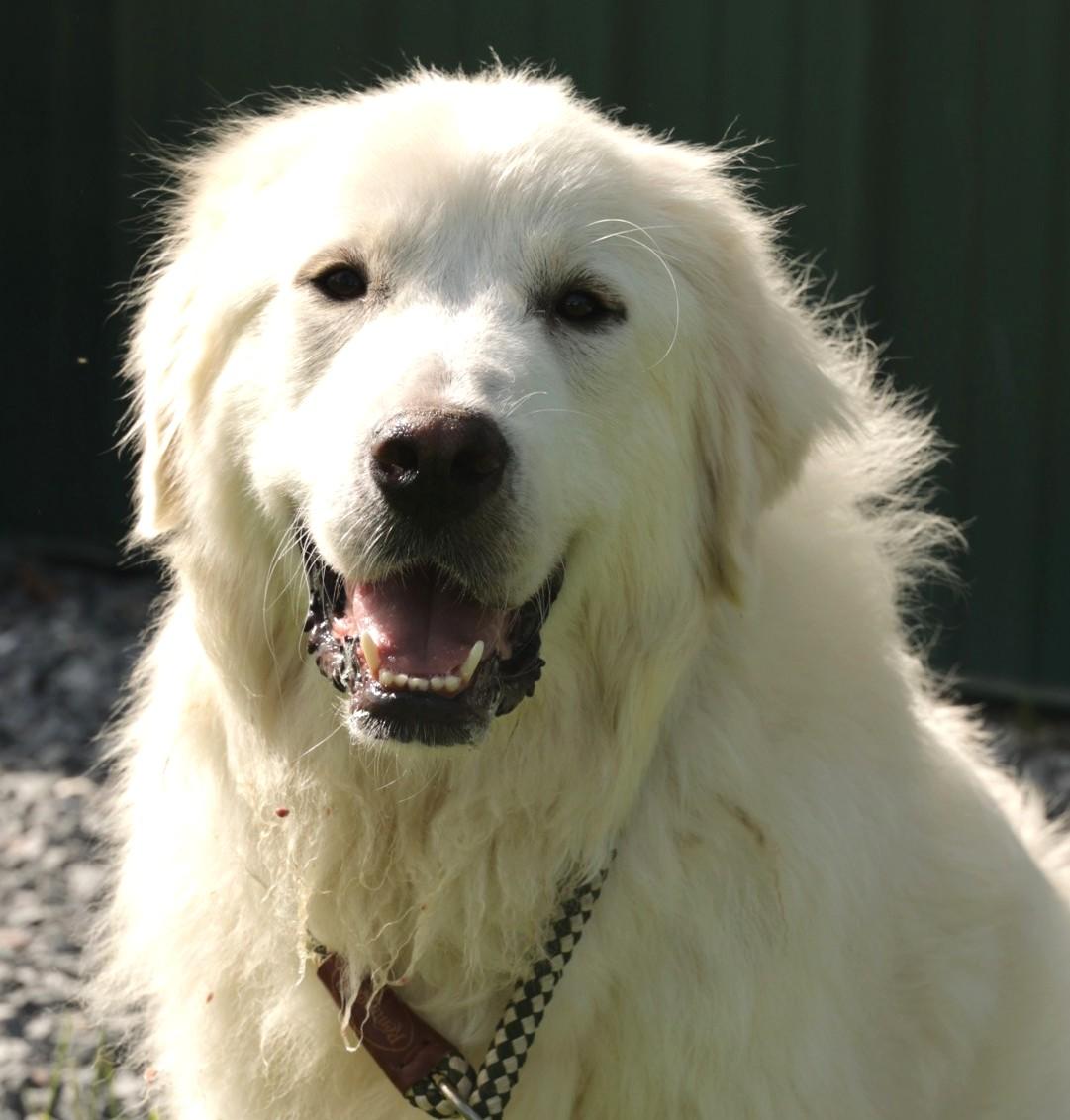 Adelaide-Available! www.lhar.dog to apply!, Young Female Great Pyrenees