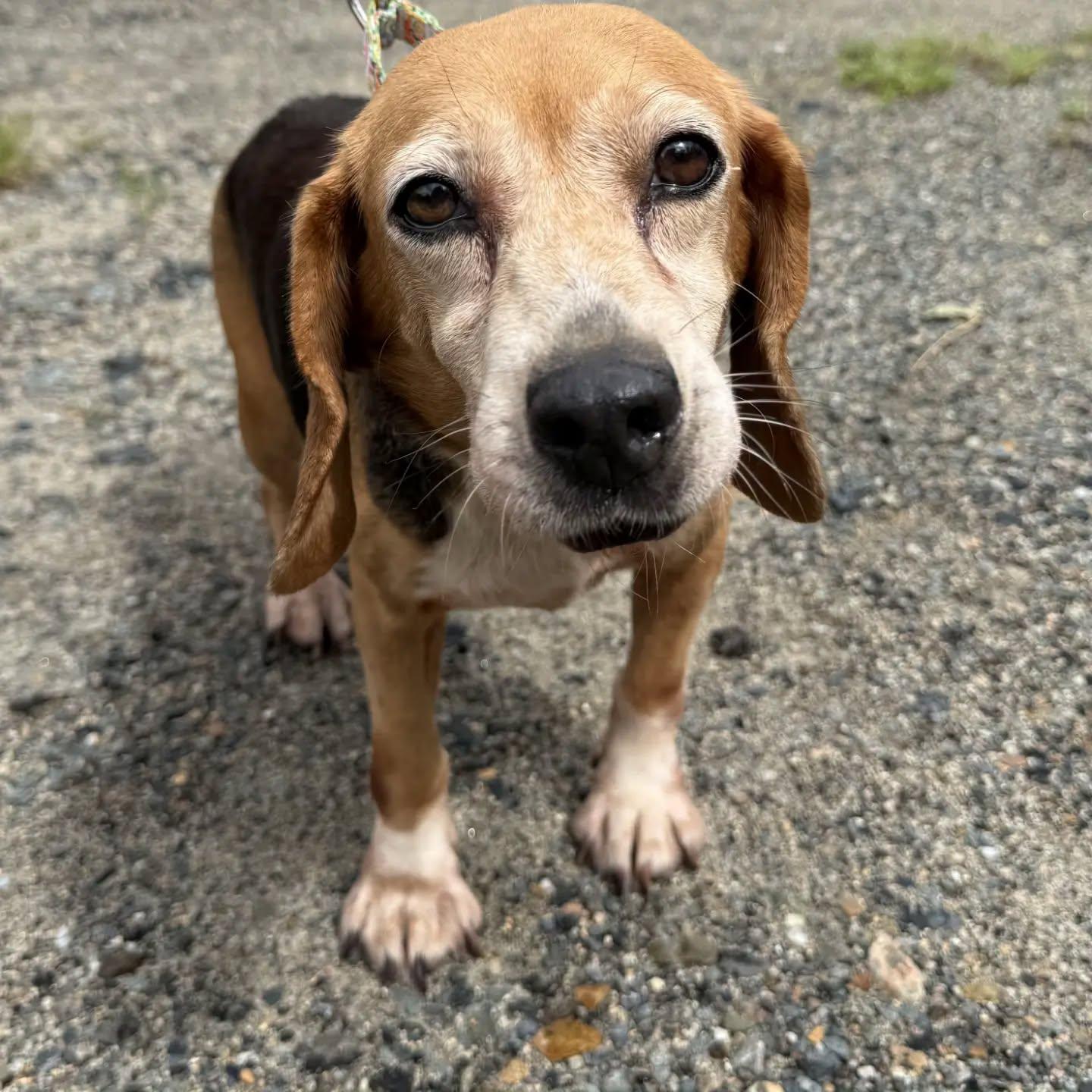 Mira, Adoptable, Senior Female Beagle.