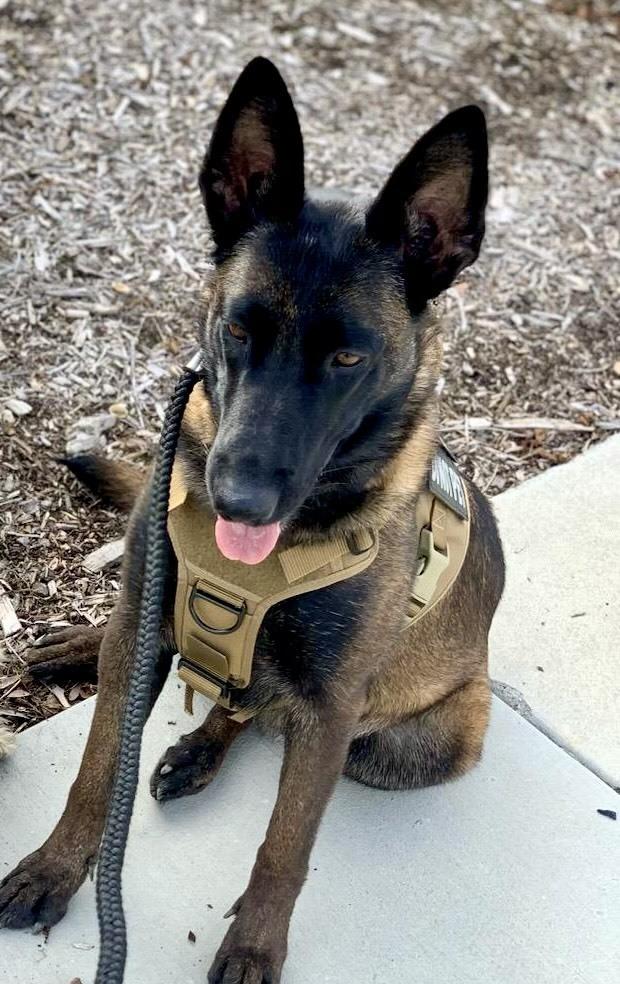 Reconnaissance, Adopted, Adult Female Belgian Shepherd / Malinois.