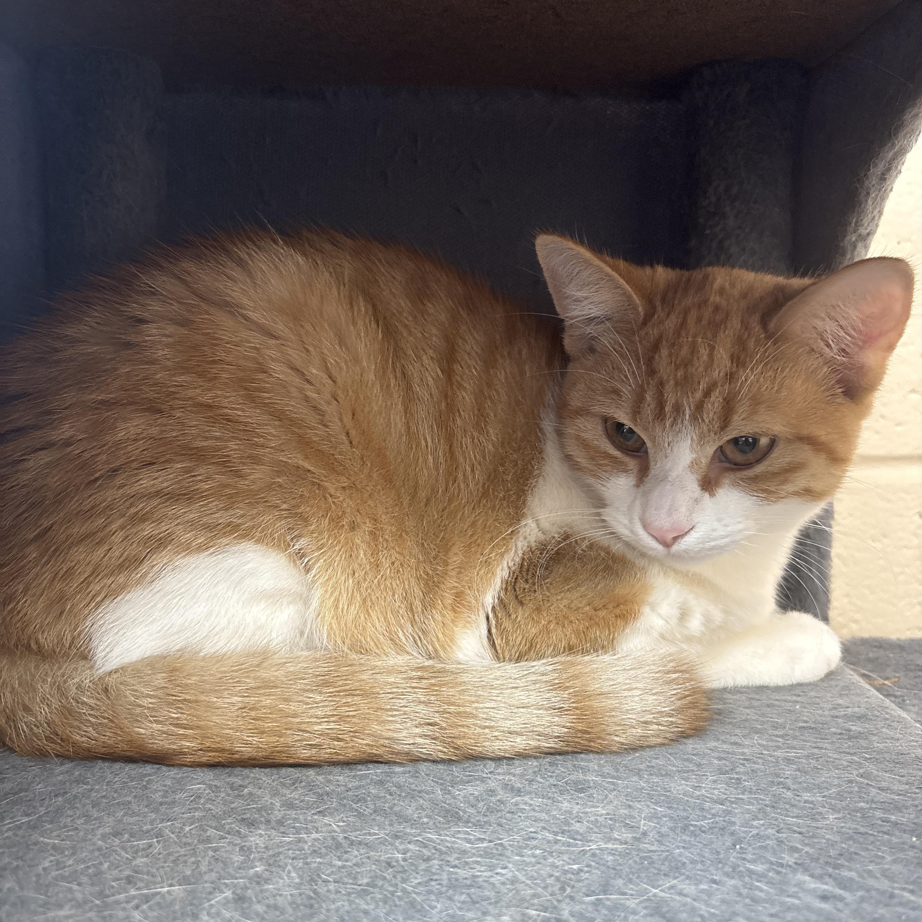 Nemo, Adoptable, Young Female Domestic Short Hair.