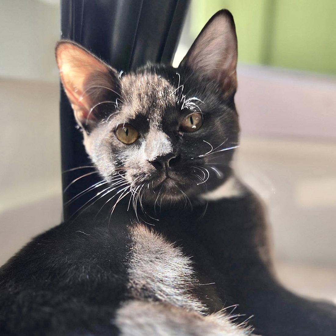 Zuri, Adoptable, Kitten Female Domestic Short Hair.