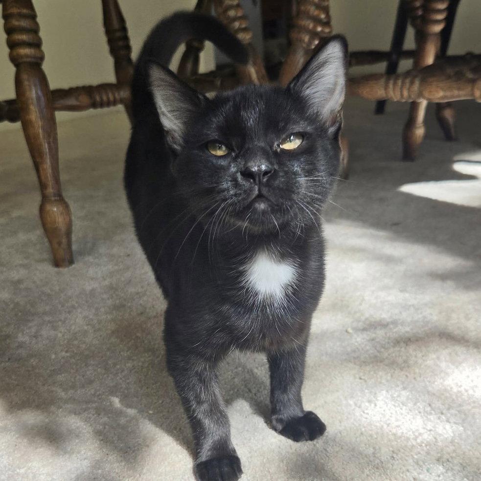 Enlarge Zuri, a Adoptable Domestic Short Hair in Sonora, CA image 2/2