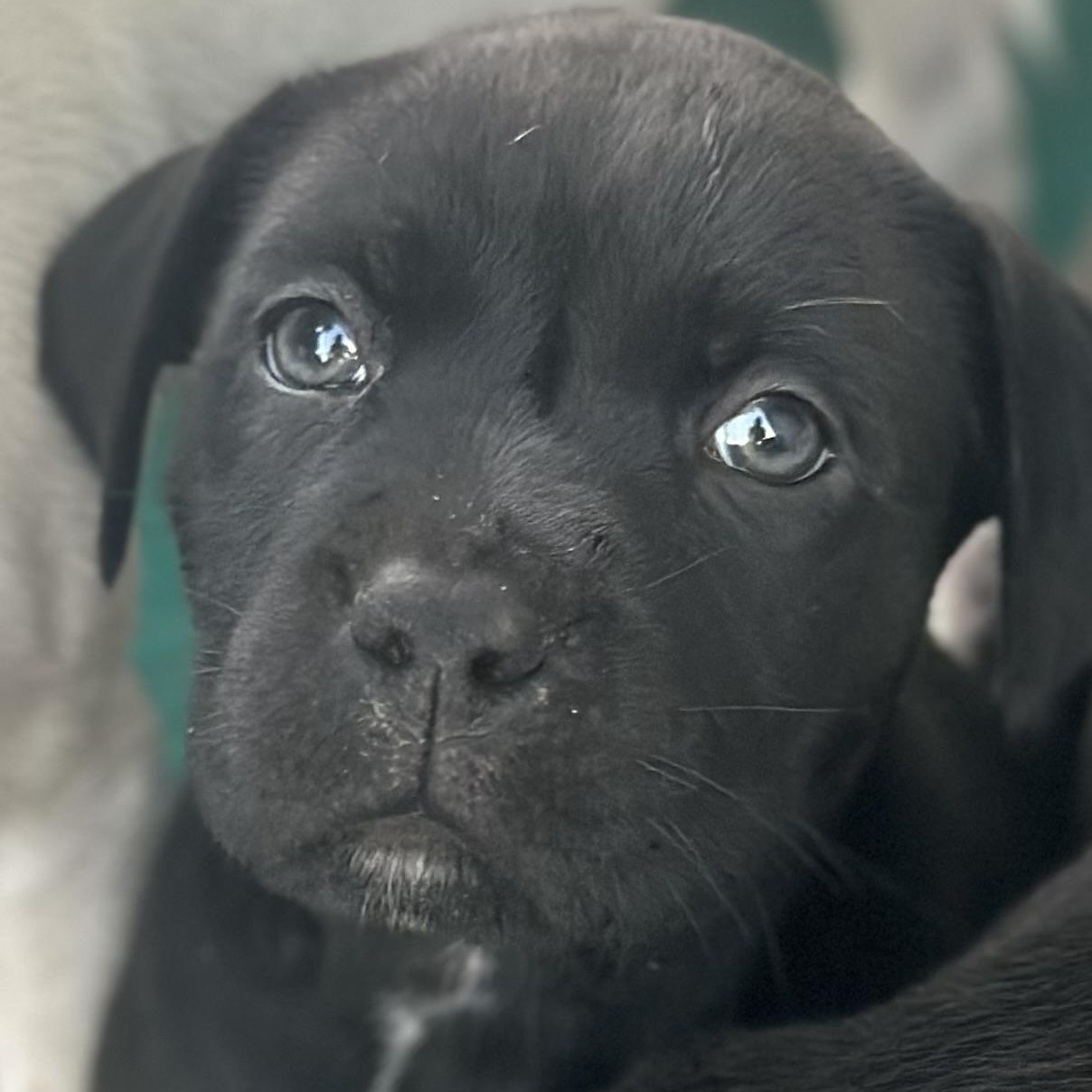 Mateo