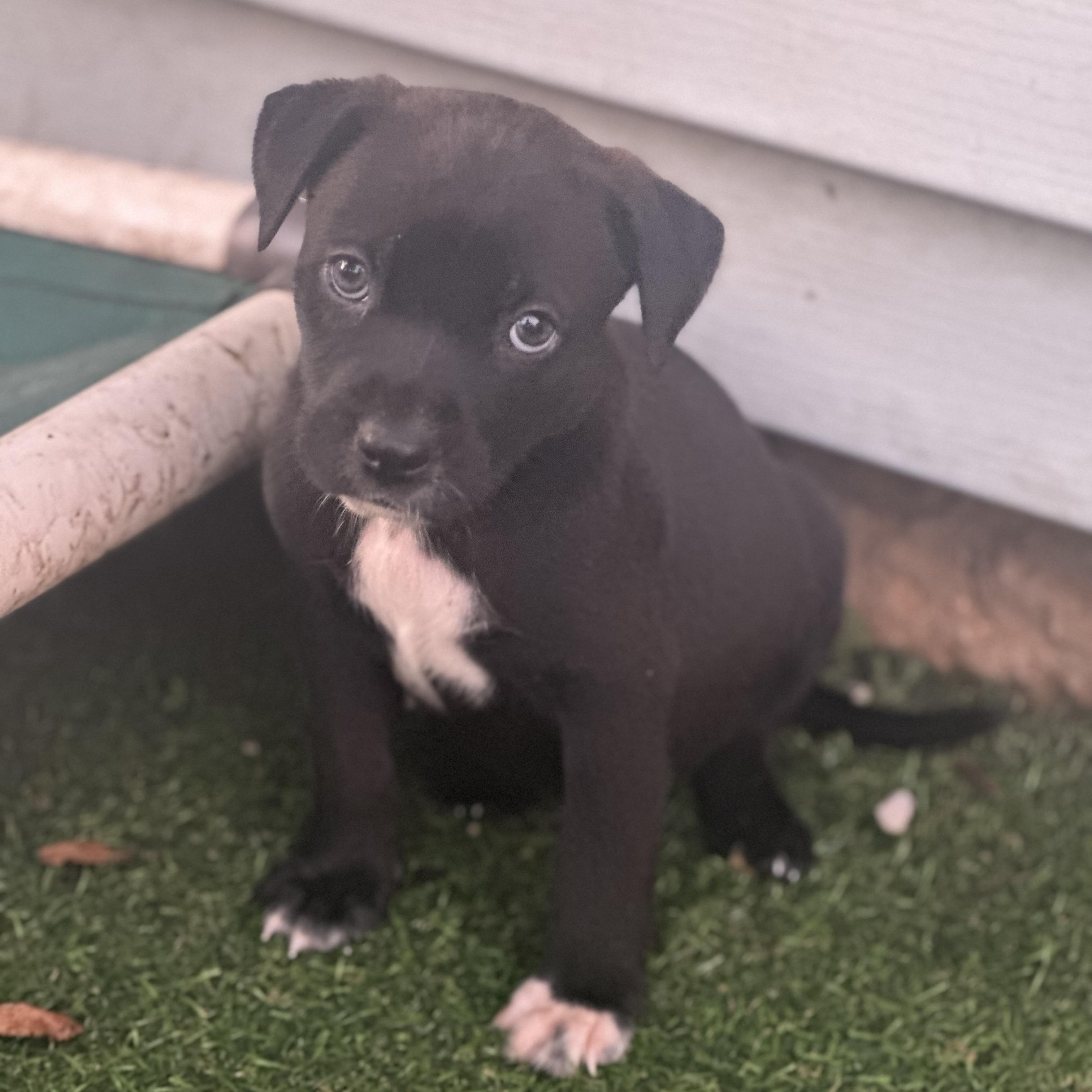 Mateo