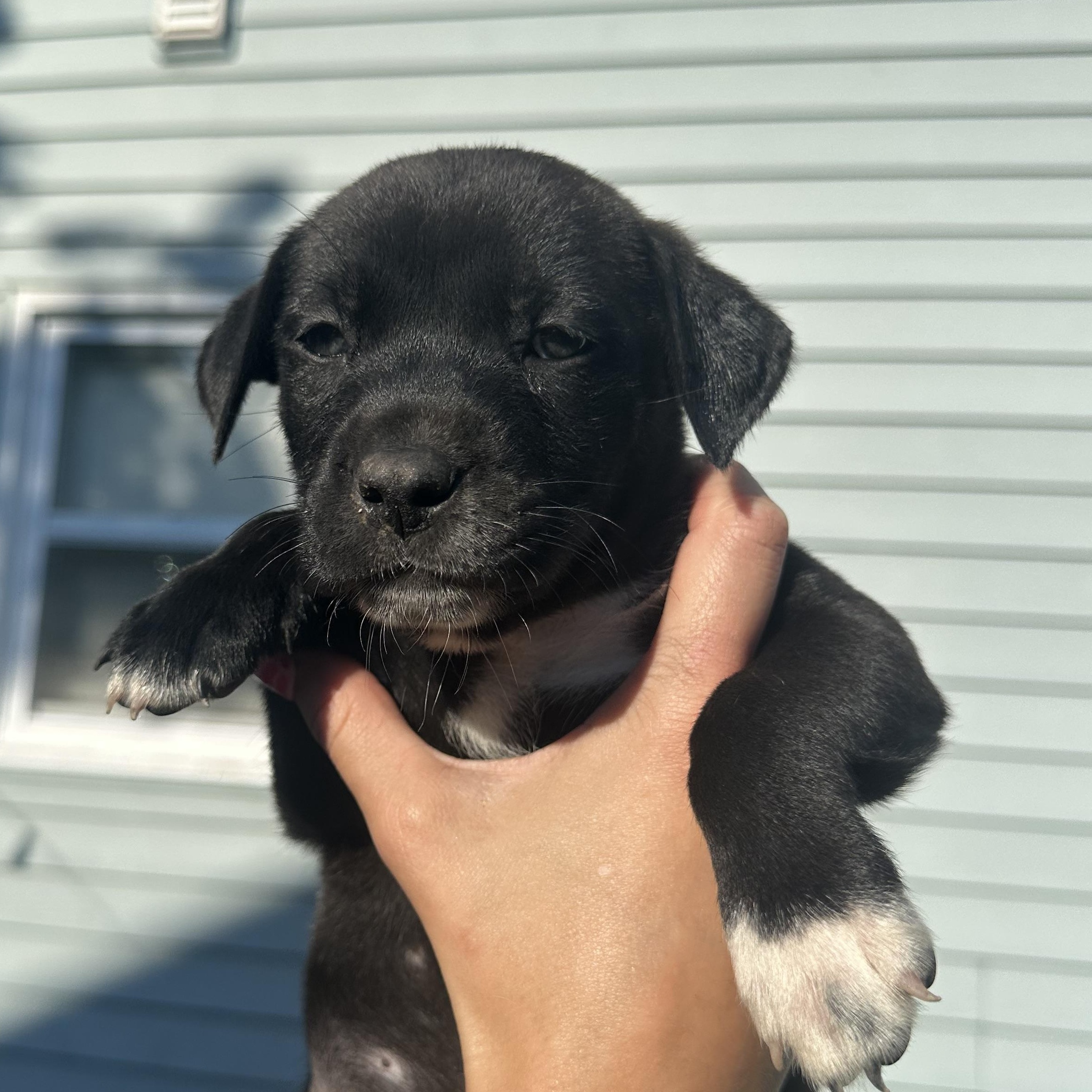 Mateo