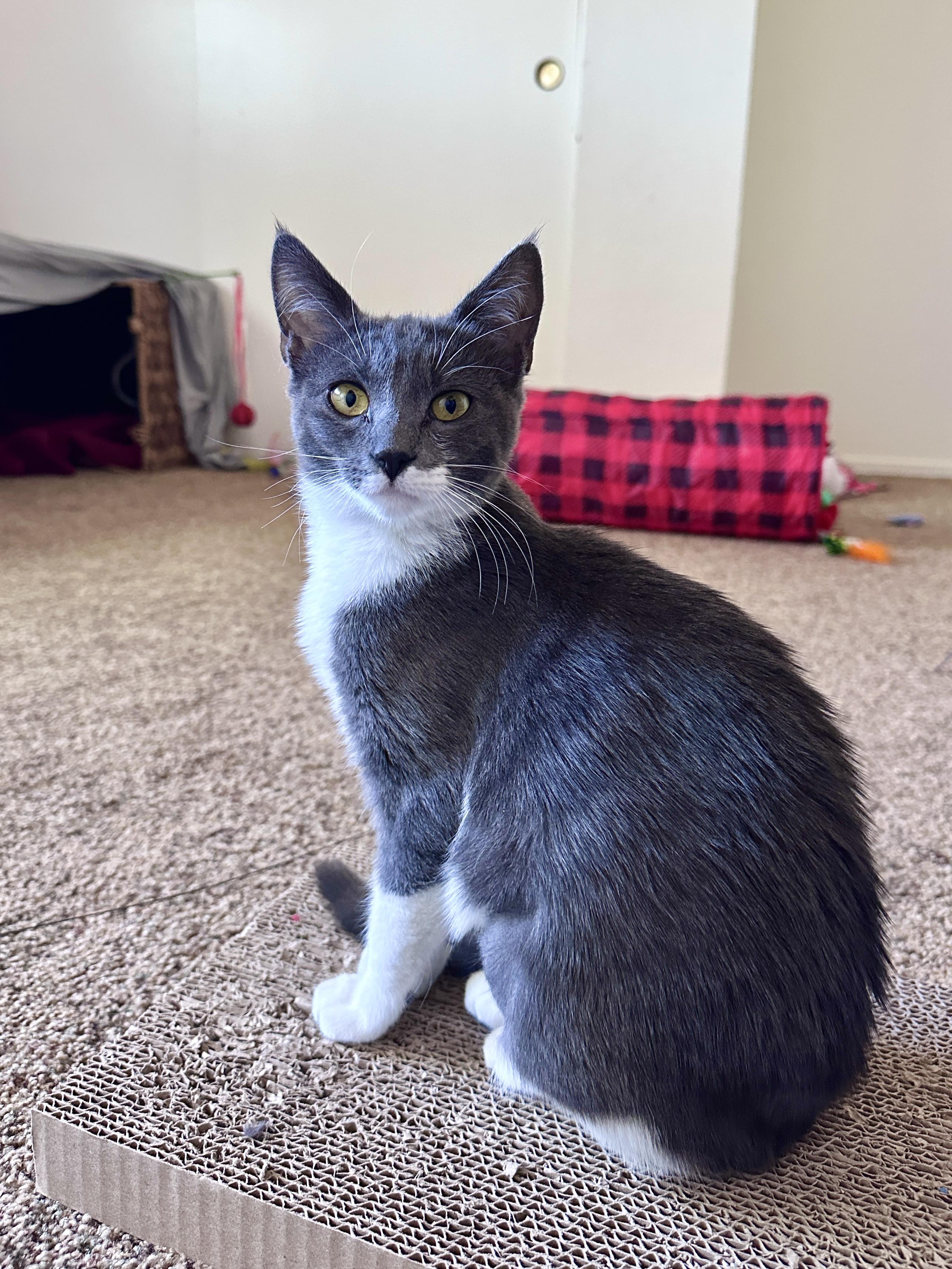 Mo, an adopted Domestic Short Hair in Scottsdale, AZ image 2/4