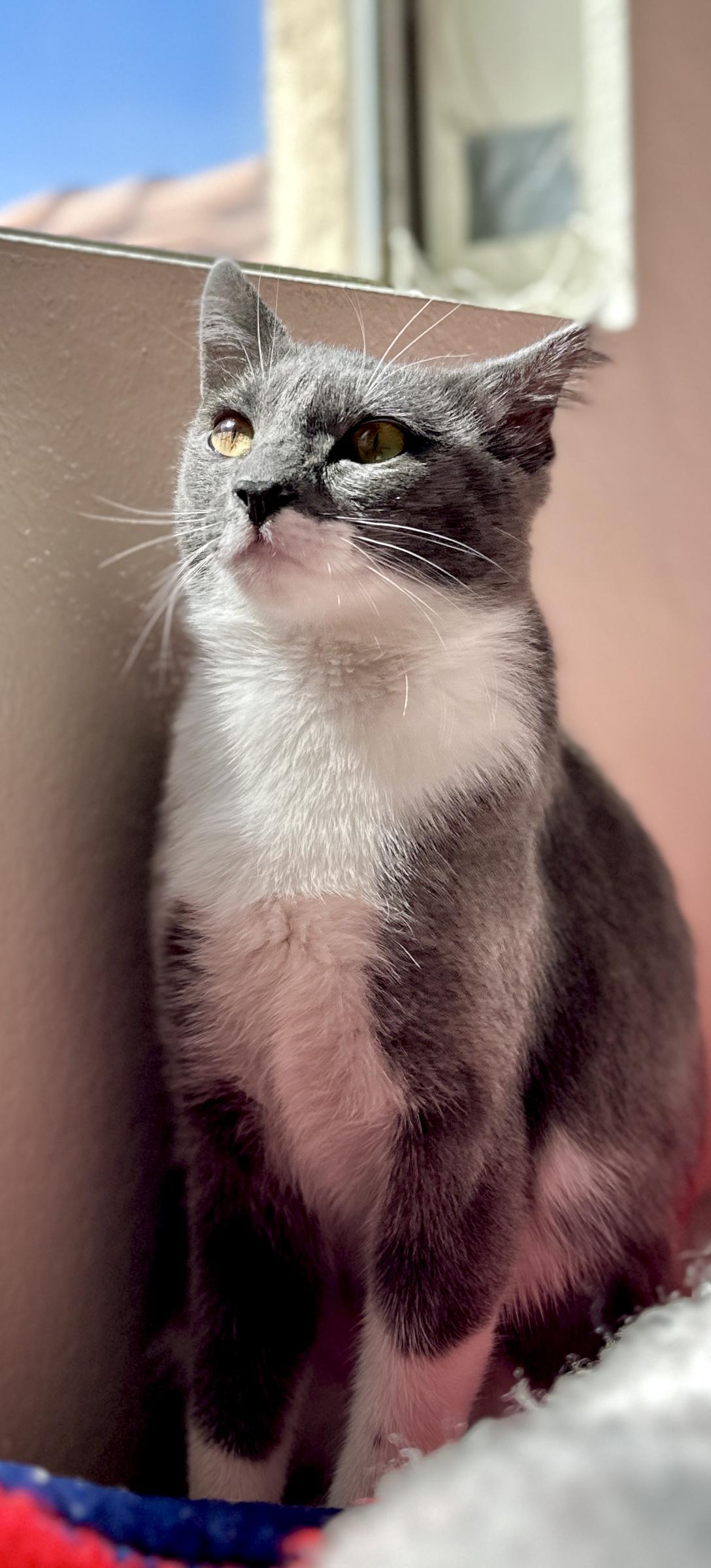 Mo, an adopted Domestic Short Hair in Scottsdale, AZ image 3/4