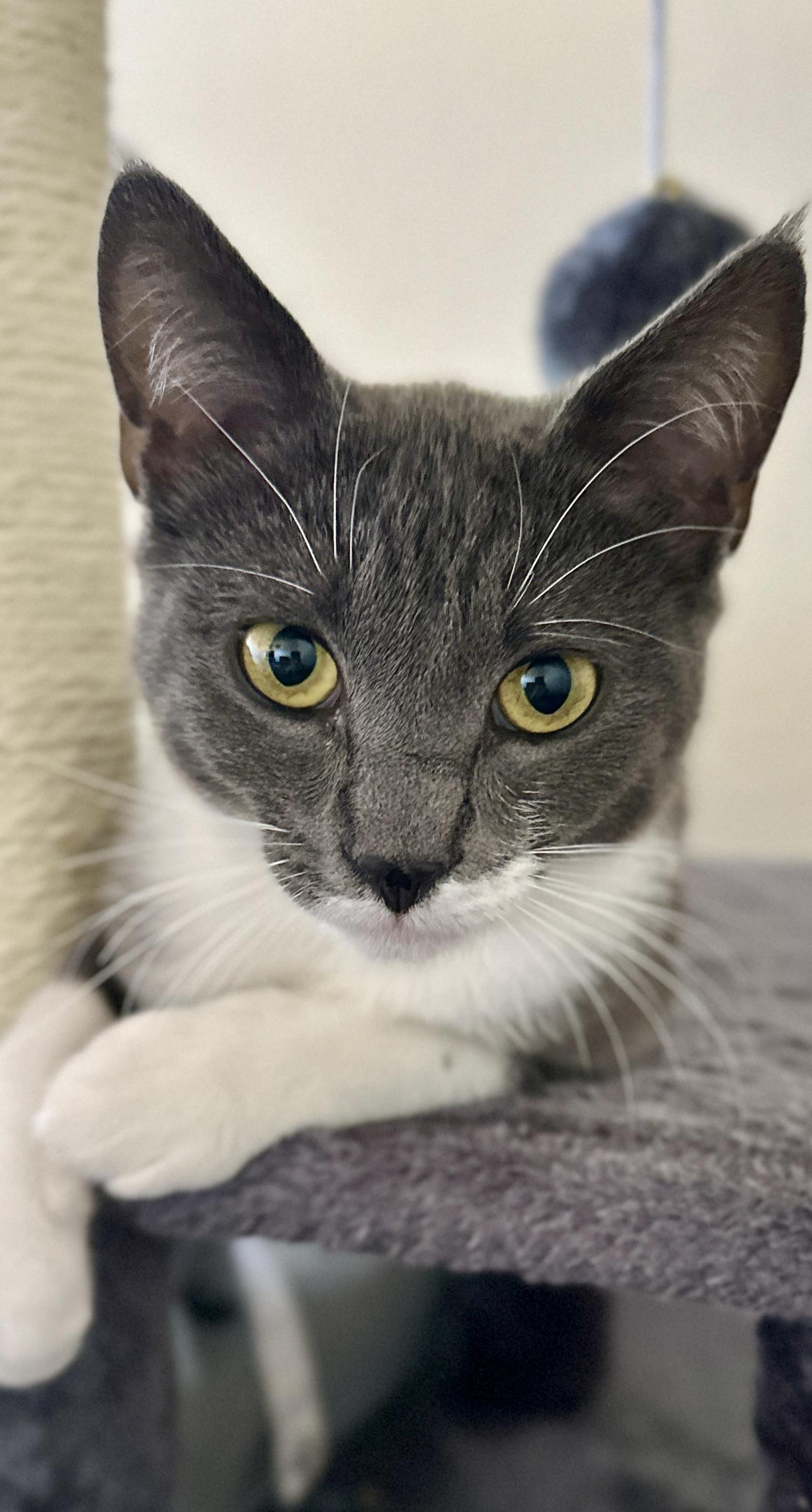 Mo, adopted, Young Female Domestic Short Hair.