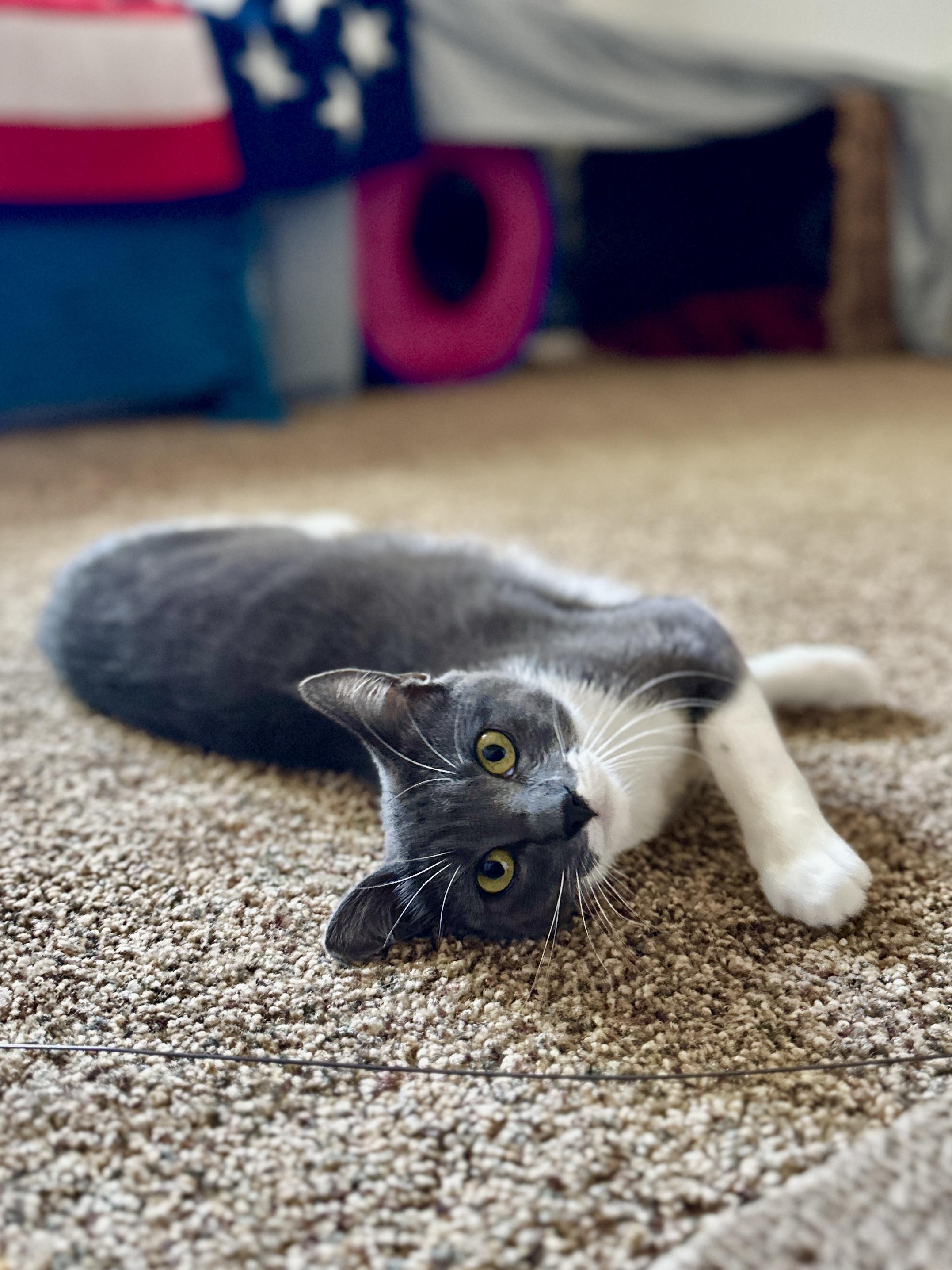 Mo, an adopted Domestic Short Hair in Scottsdale, AZ image 4/4