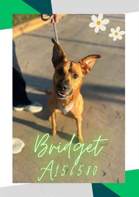 BRIDGET, Adoptable, Adult Female German Shepherd Dog & Mixed Breed.