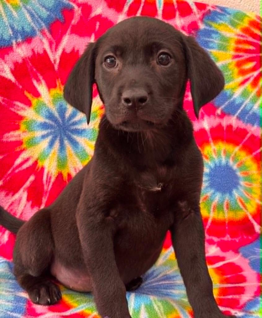 Enlarge Fiona, a Adoptable Labrador Retriever in Warrenton, NC image 1/1