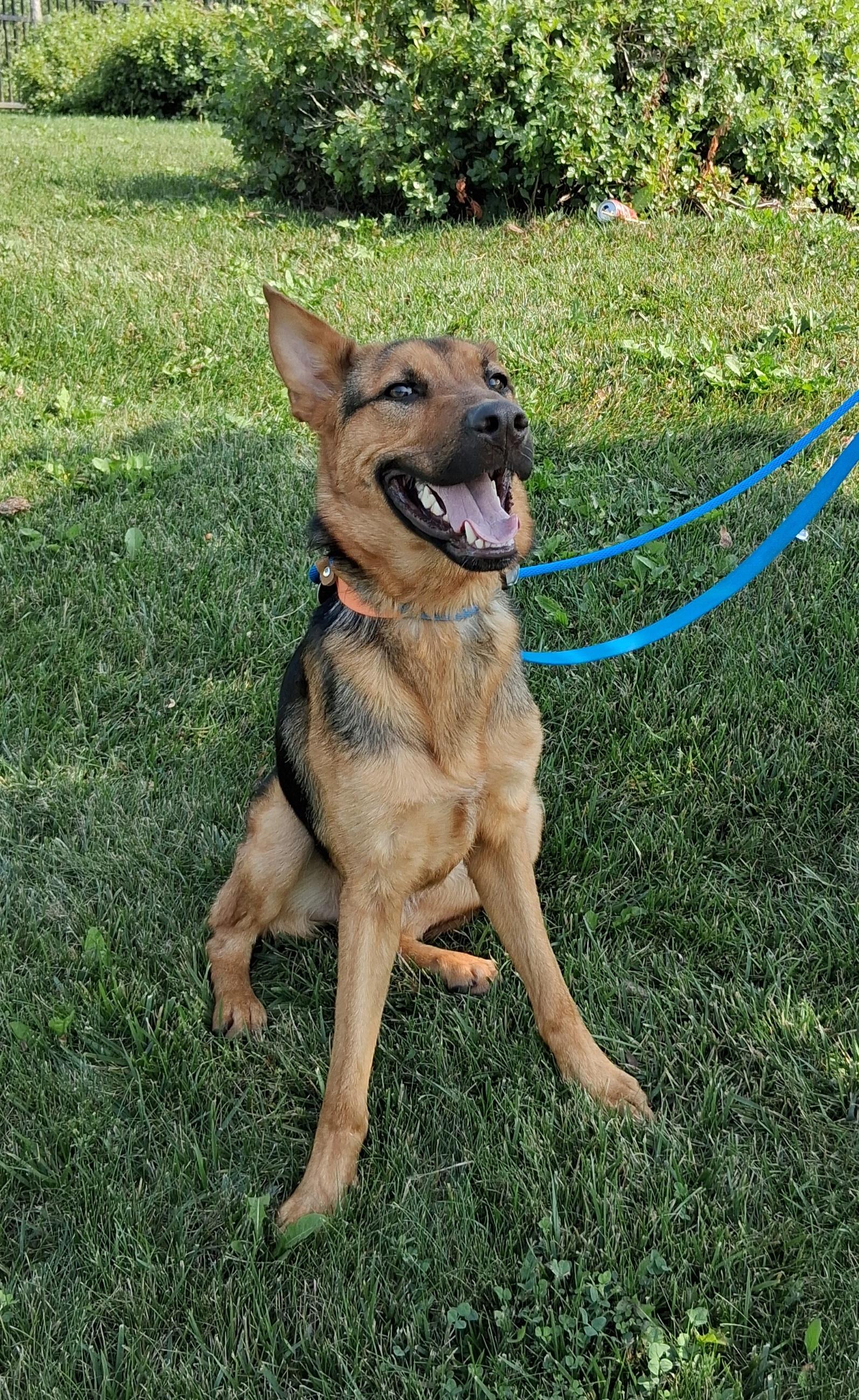 Ranger, a Adoptable mixed breed in Elmhurst, IL image 2/6