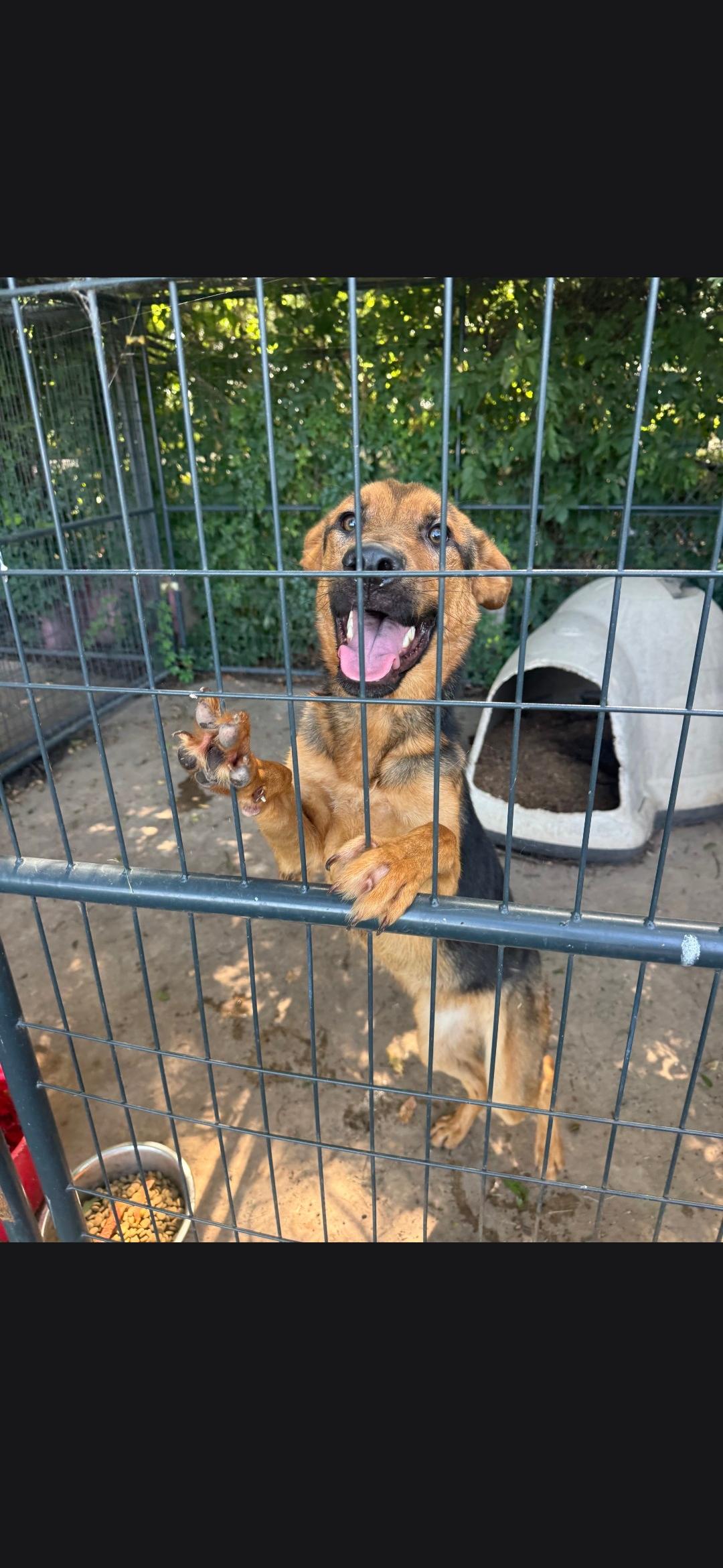 Ranger, a Adoptable mixed breed in Elmhurst, IL image 4/6