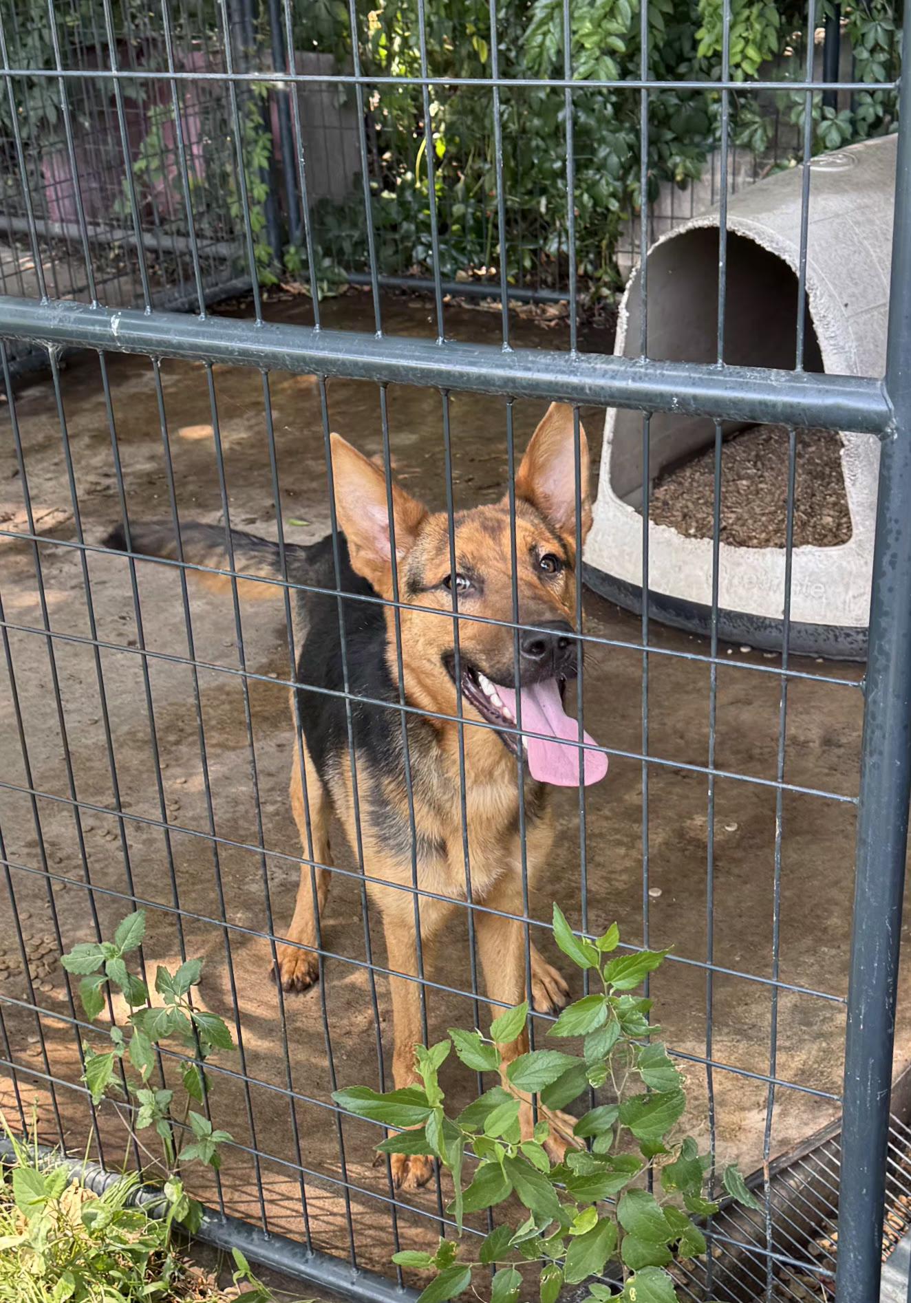 Ranger, a Adoptable mixed breed in Elmhurst, IL image 5/6
