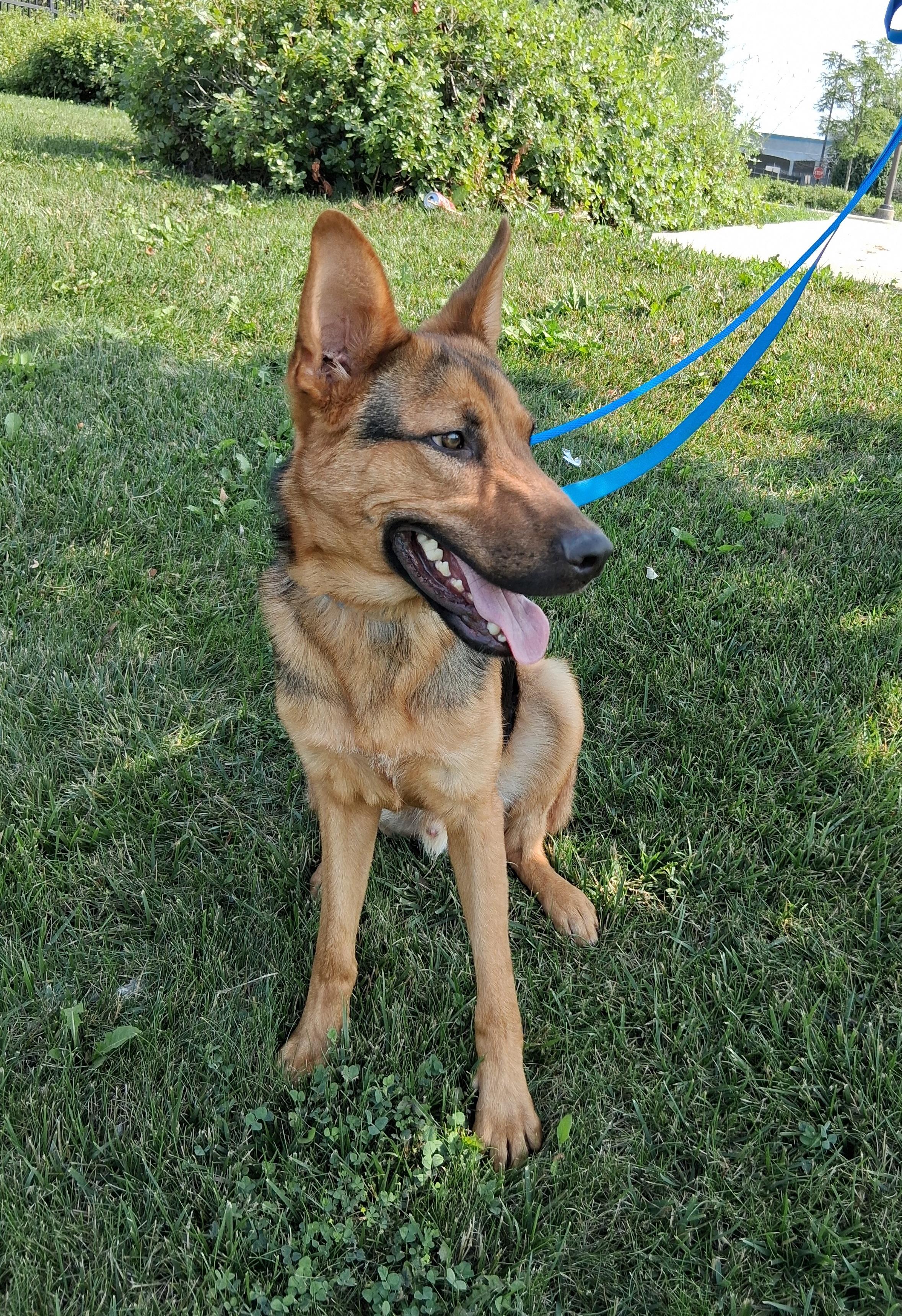 Ranger, Adoptable, Young Male German Shepherd Dog.
