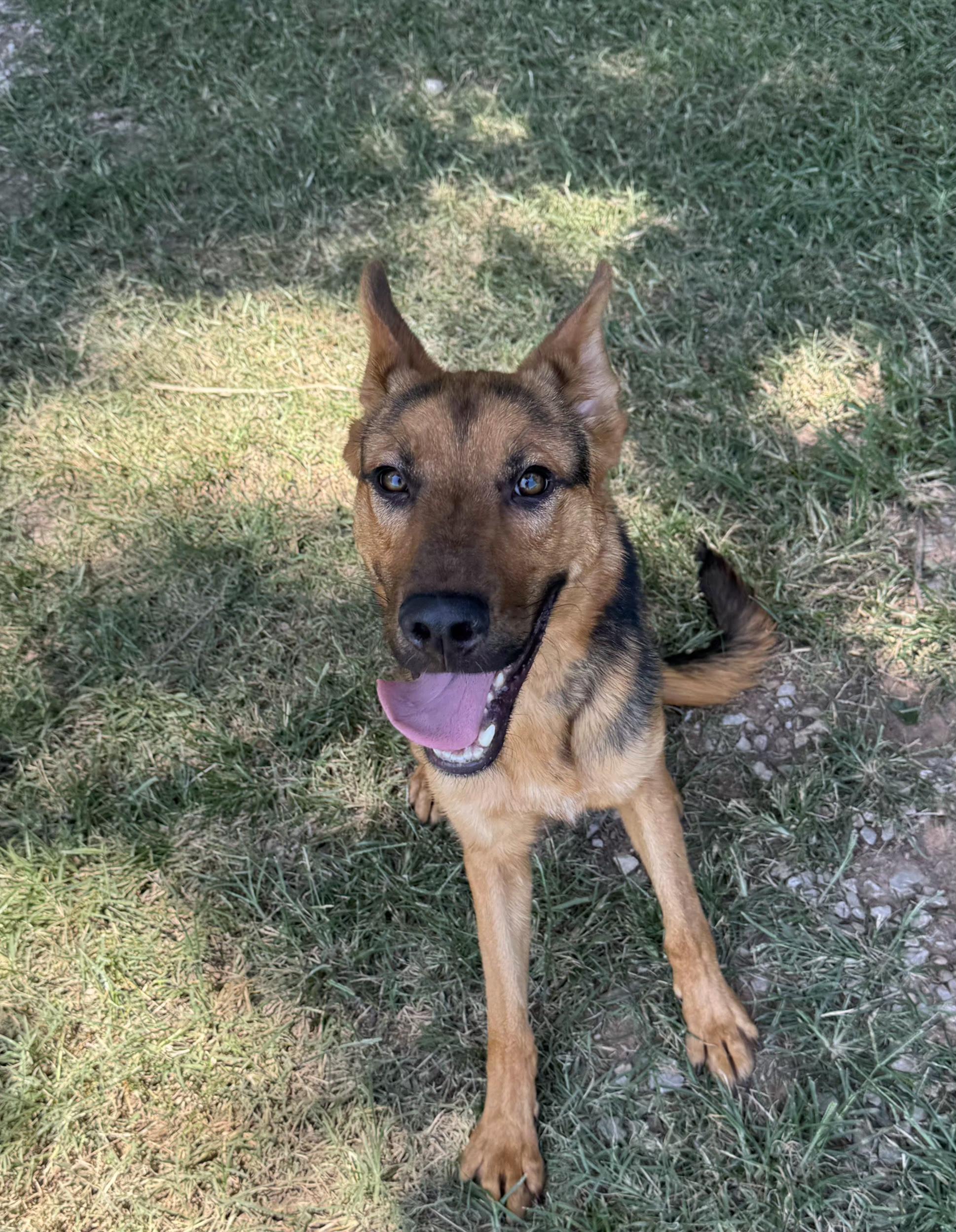 Ranger, a Adoptable mixed breed in Elmhurst, IL image 3/6