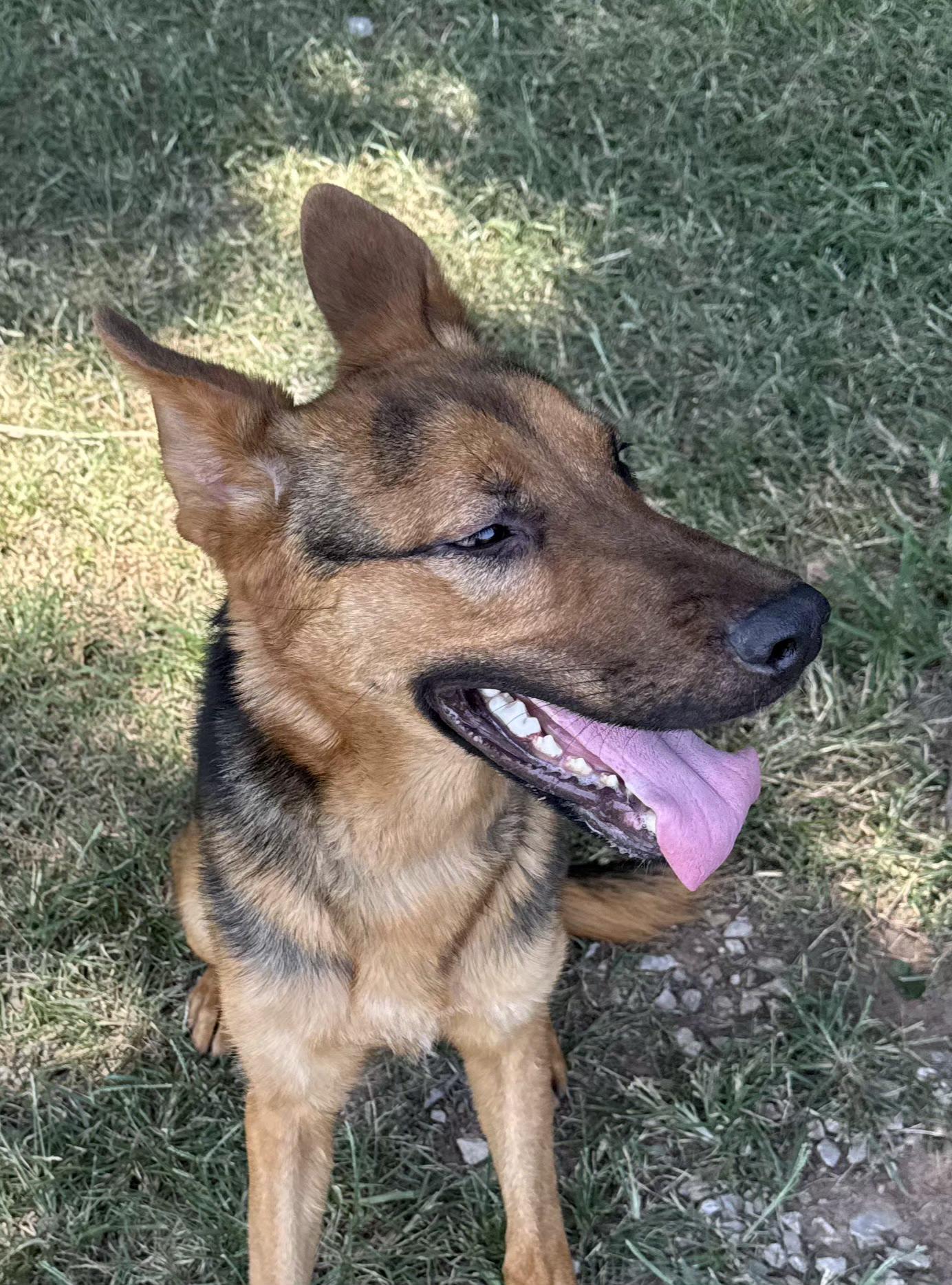 Ranger, a Adoptable mixed breed in Elmhurst, IL image 6/6