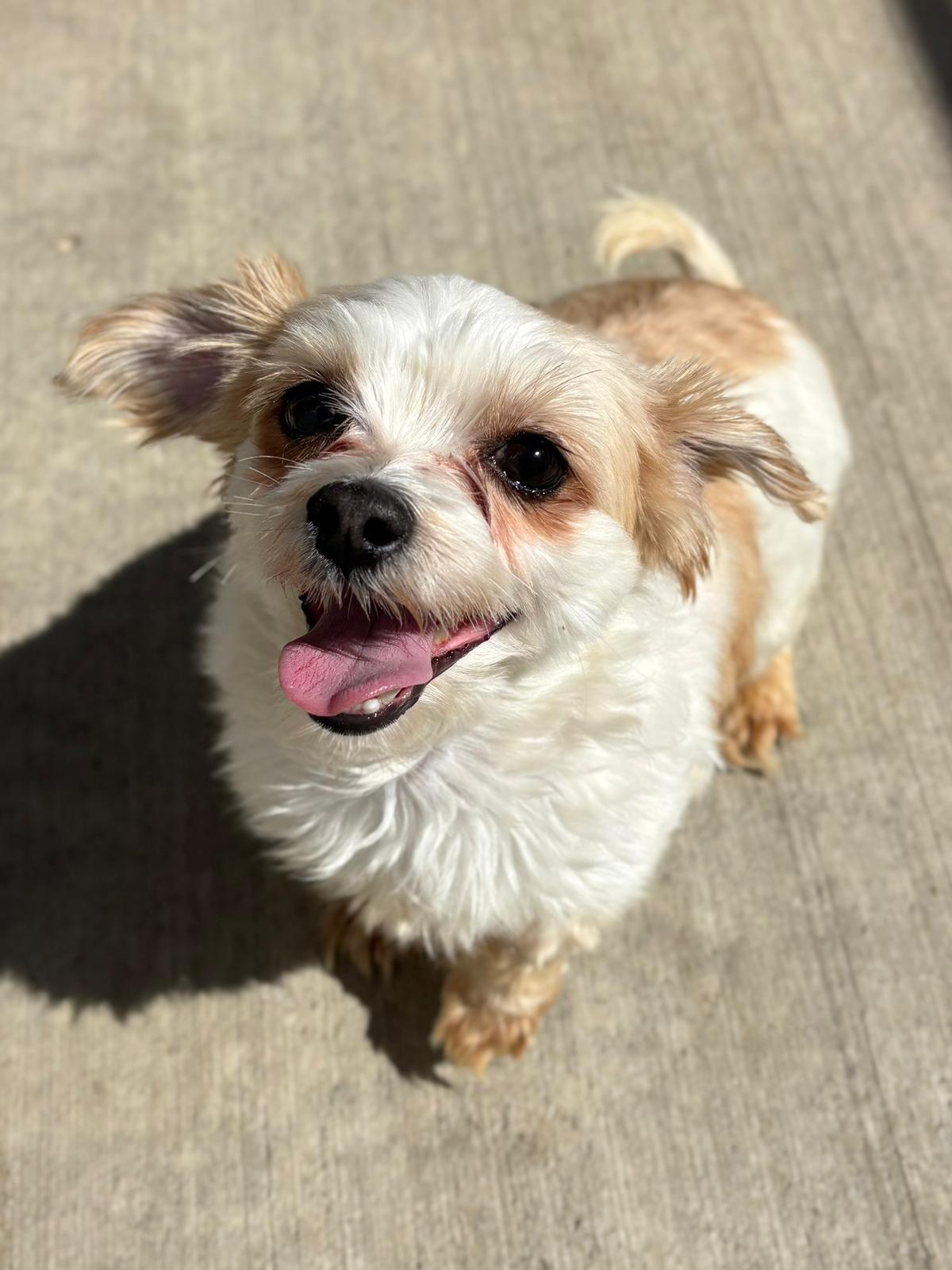 Anthony, ADOPTABLE, Adult Male Maltese.