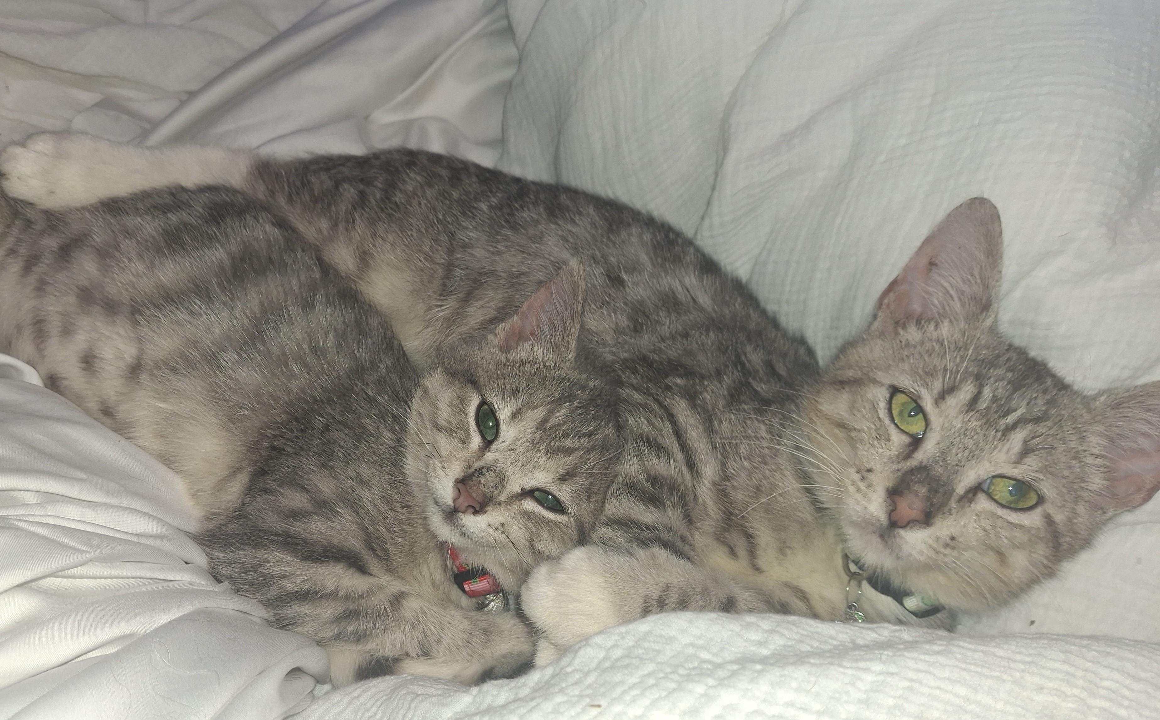 Ratatouille, a Adoptable Domestic Short Hair in Lawrenceville, GA image 1/2