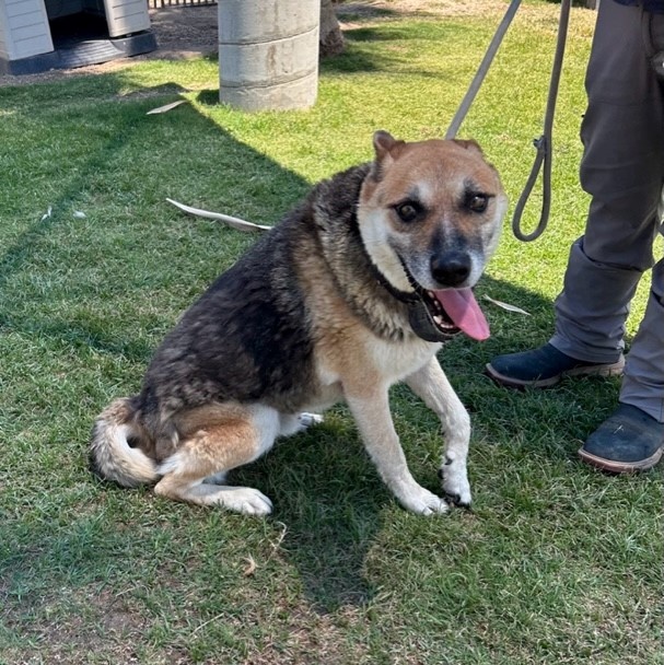 OLD MAN JACK, a Adoptable German Shepherd Dog in Delano, CA image 4/4