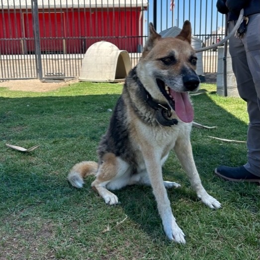OLD MAN JACK, a Adoptable German Shepherd Dog in Delano, CA image 3/4