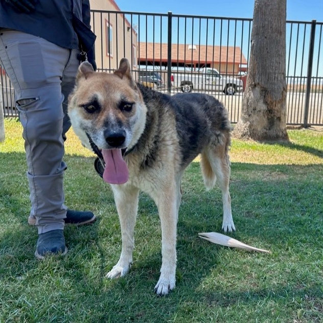 OLD MAN JACK, a Adoptable German Shepherd Dog in Delano, CA image 1/4