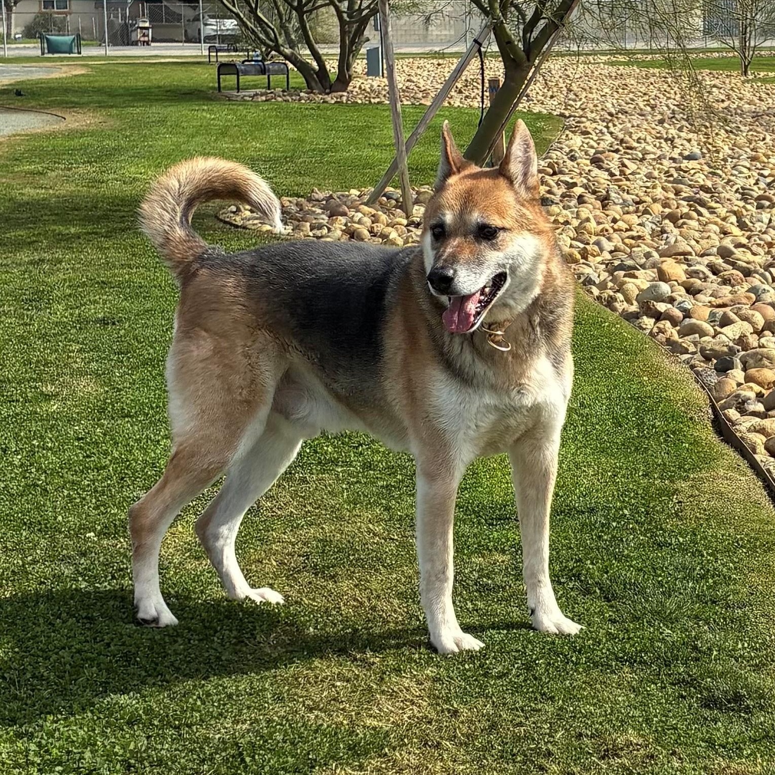 Enlarge OLD MAN JACK, a Adoptable German Shepherd Dog in Delano, CA image 1/2