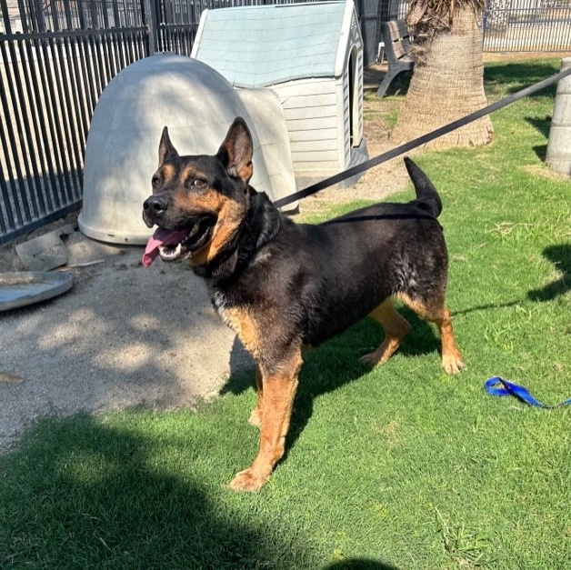 BENJAMINE, a Adoptable mixed breed in Delano, CA image 2/5