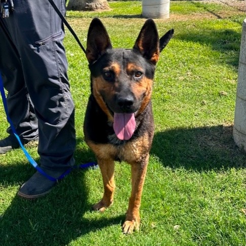BENJAMINE, a Adoptable mixed breed in Delano, CA image 3/5