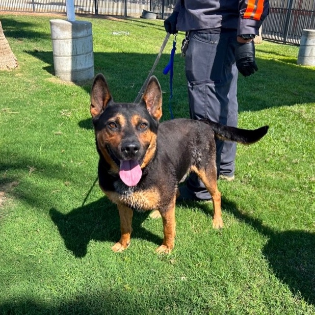 BENJAMINE, Adoptable, Adult Male German Shepherd Dog & Cattle Dog.