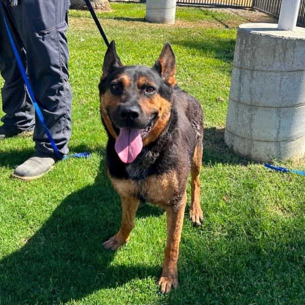 BENJAMINE, a Adoptable mixed breed in Delano, CA image 4/5