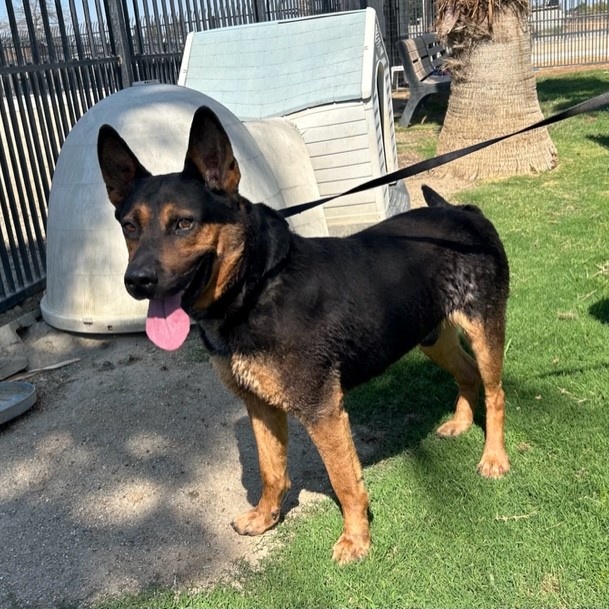 BENJAMINE, a Adoptable mixed breed in Delano, CA image 5/5
