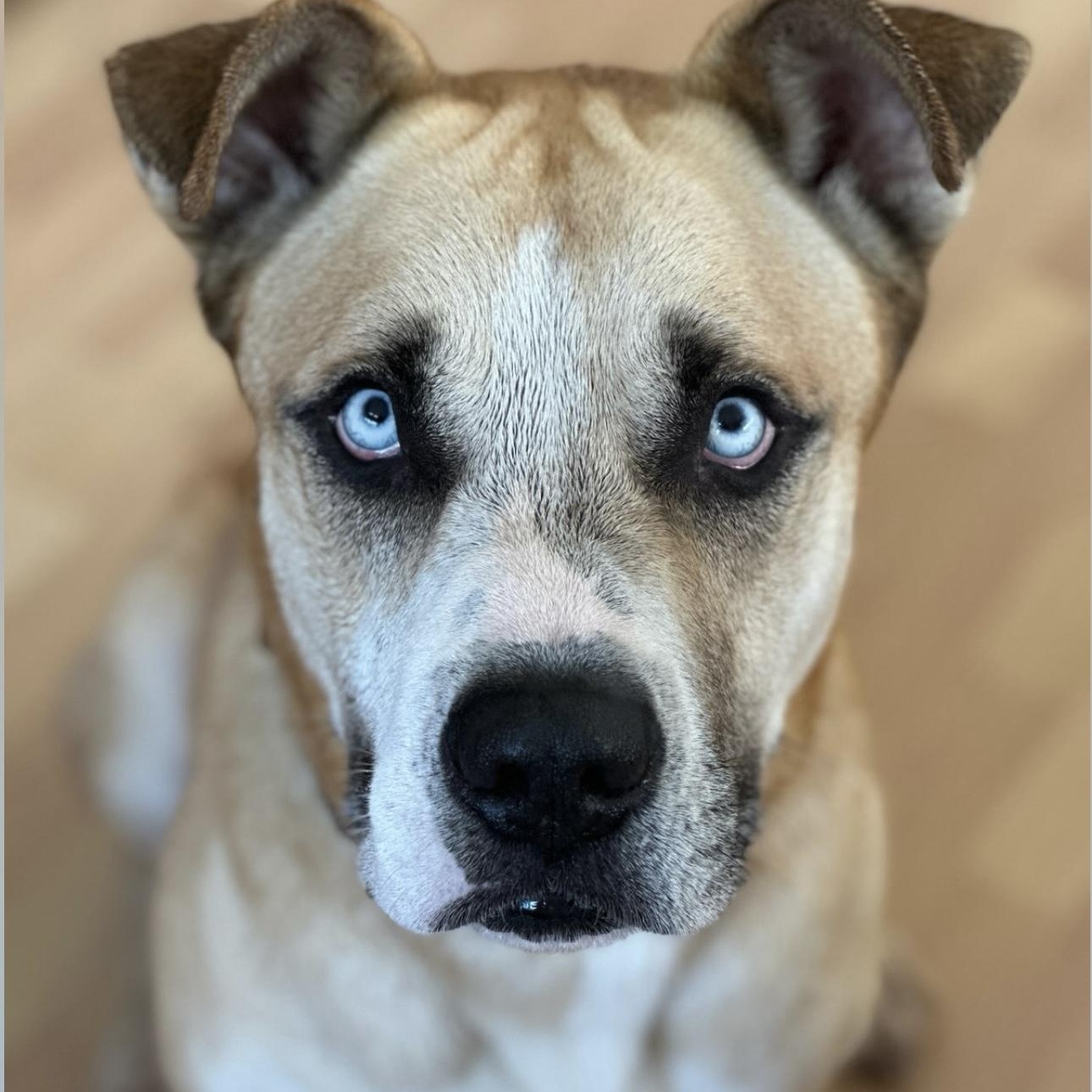 Pedro Pascal, ADOPTABLE, Adult Male Siberian Husky.