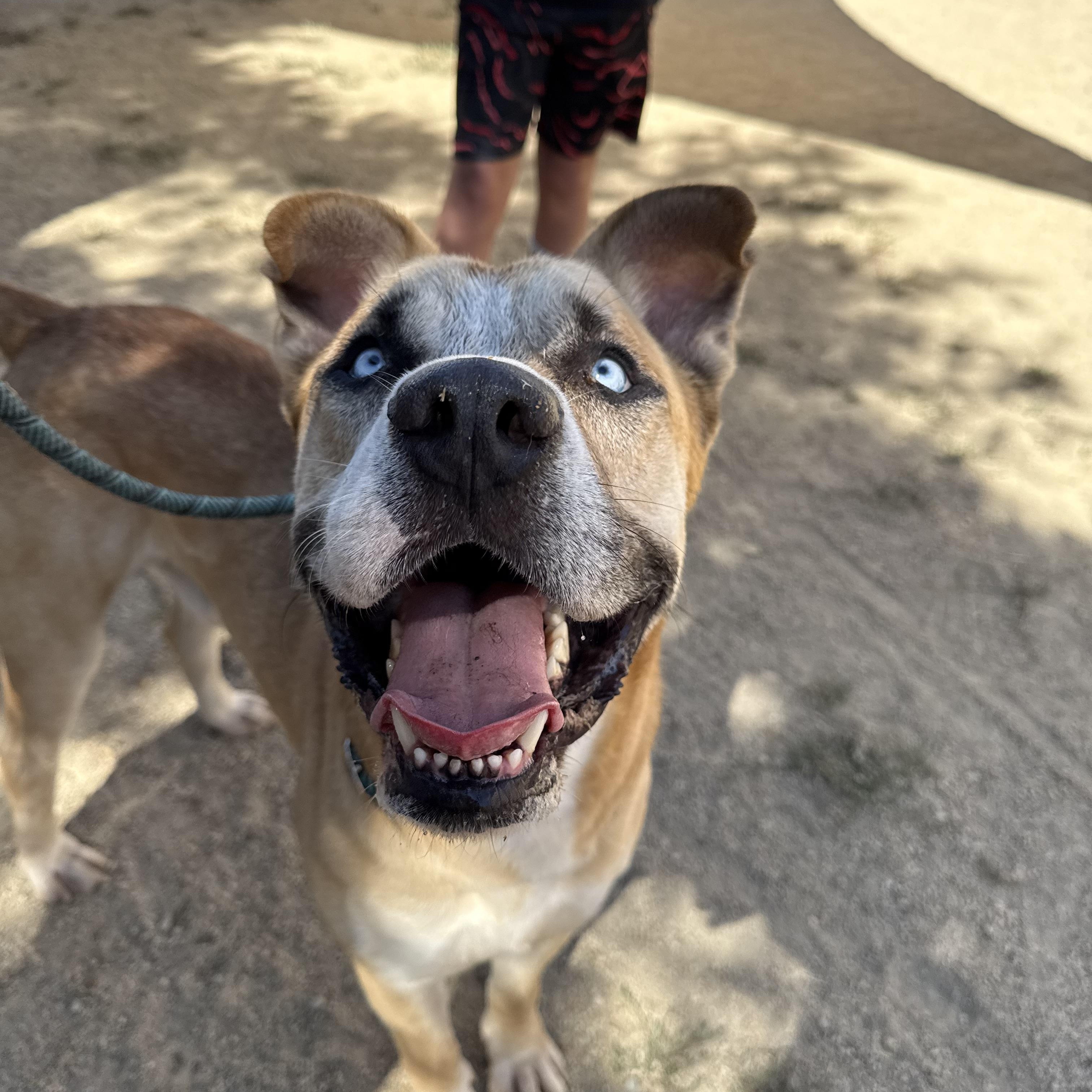 Enlarge Pedro Pascal, a ADOPTABLE mixed breed in Marina del Rey, CA image 2/6